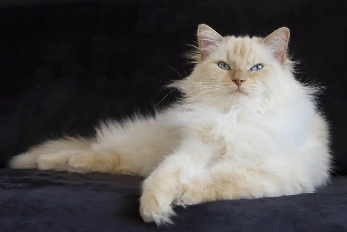 Ragdoll Cat: Historie, udseende og humør