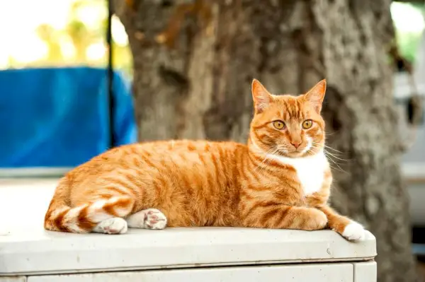 oranžni tabby