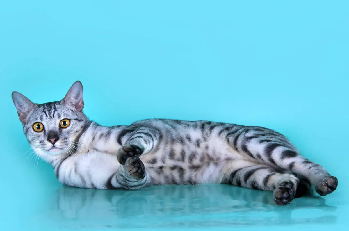 Savannah cat lying down