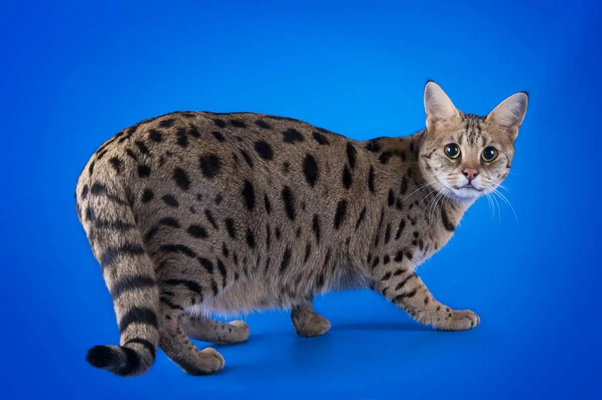 Savannah cat