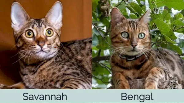 Savannah Kedisi ve Bengal Kedisi