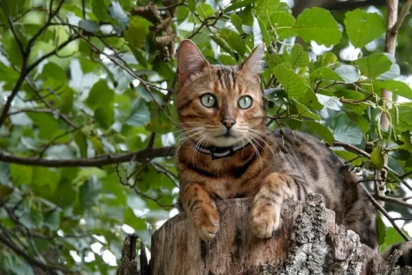 Bengal kedisi ahşap üzerine