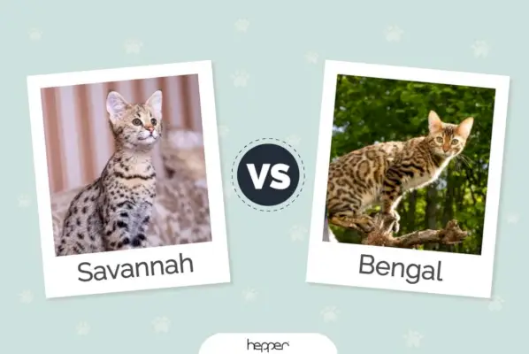 Savannah Cat vs Bengal Cat: diferencias visuales y descripción general (con imágenes)