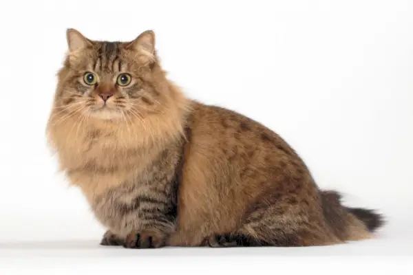 Imagen de un gato Minuet, también conocido como gato Napoleón, raza reconocida por sus patas cortas y expresión dulce, sentado con gracia y mostrando sus encantadores y distintivos rasgos.