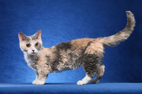 Imagen de un gato Lambkin, una raza conocida por su combinación única de falta de pelo y enanismo, sentado de manera entrañable y captando la atención con su encantadora apariencia.