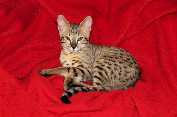 Imagen de un gato Savannah, una raza conocida por su llamativa apariencia que se asemeja a un serval africano salvaje, mostrando sus características únicas y cautivadoras.