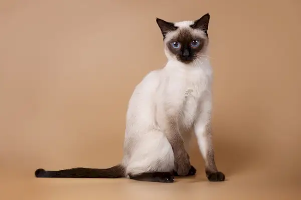 Imagen de gatos siameses, conocidos por sus cuerpos elegantes, puntos de colores llamativos y ojos azules almendrados, en una pose grupal cautivadora y majestuosa.