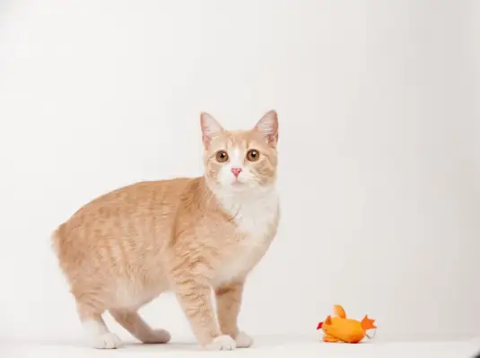 Imagen de gatos Manx, conocidos por no tener cola o colas cortas, sentados con gracia y mostrando su rasgo distintivo en una entrañable pose grupal.