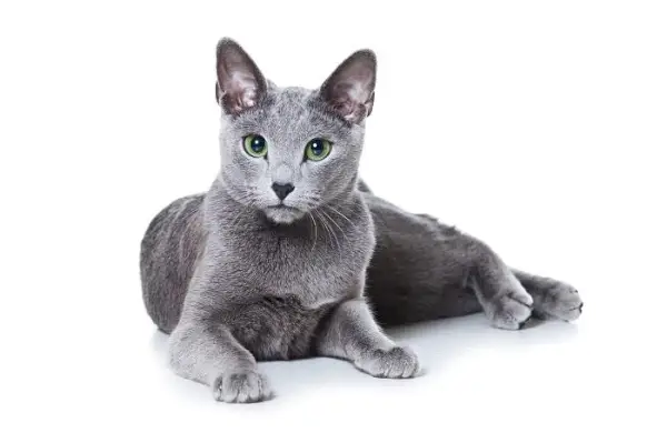 Imagen de un gato azul ruso, conocido por su hermoso pelaje azul grisáceo y sus llamativos ojos verdes, sentado majestuosamente y exudando un aire de elegancia y sofisticación.