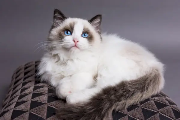 Imagem de um simpático gatinho Ragdoll, conhecido por sua natureza dócil e olhos azuis marcantes, em uma pose cativante e charmosa.