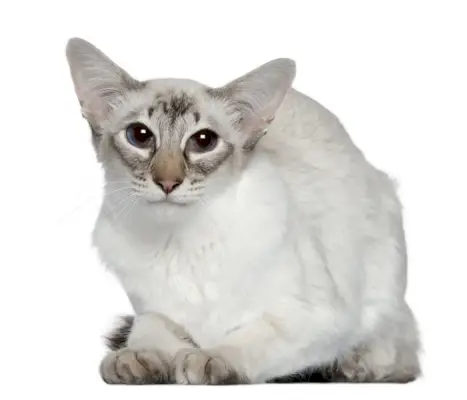 Imagem de um gato balinês branco, reconhecido por sua pelagem sedosa e aparência elegante, sentado graciosamente e exalando um ar de pureza e charme.