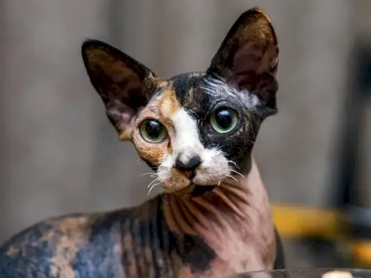 Imagem de um lindo gato Sphynx, reconhecido por sua ausência de pelos e aparência única, em uma pose cativante e cativante.