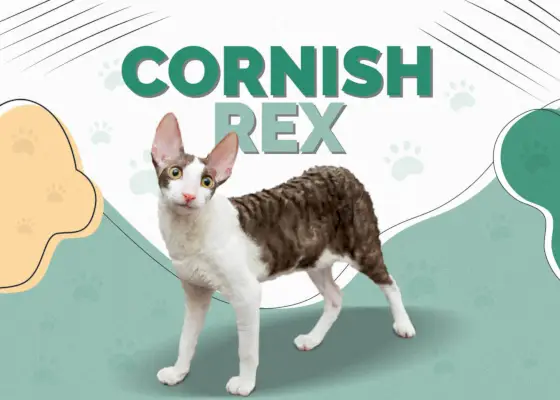 Cornish Rex Kedisi