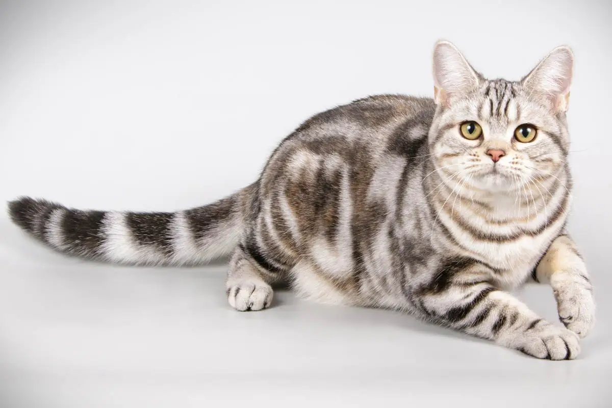 American Shorthair
