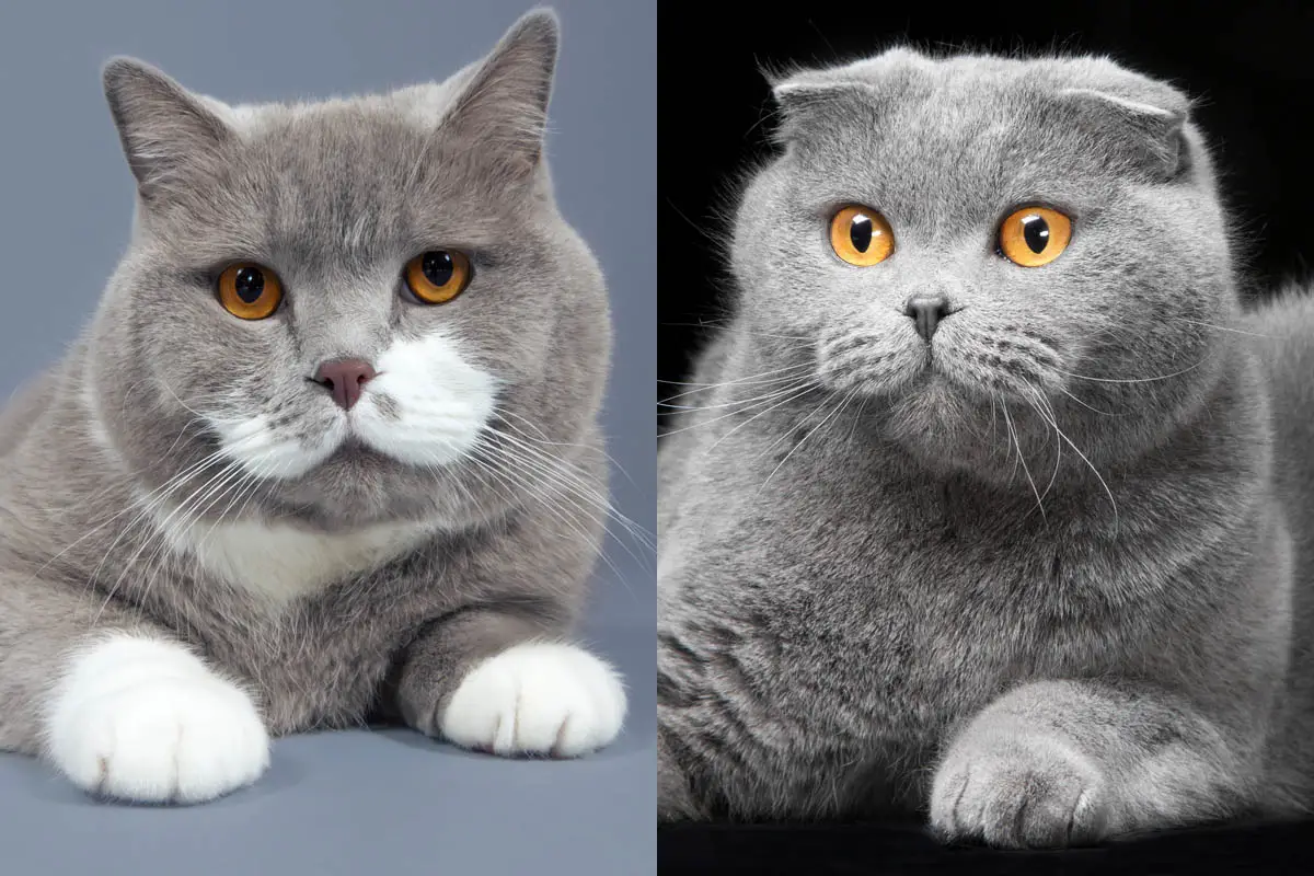 British Shorthair vs Scottish Fold