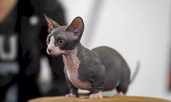 Image d'un chat Bambino, race connue pour son absence de poils et ses pattes courtes, assis dans une pose adorable et attachante.