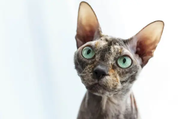 Bild einer Donskoy-Katze, auch bekannt als Don Sphynx, einer Rasse, die für ihre Haarlosigkeit bekannt ist, die anmutig sitzt und mit ihrem einzigartigen und eleganten Aussehen die Aufmerksamkeit auf sich zieht.