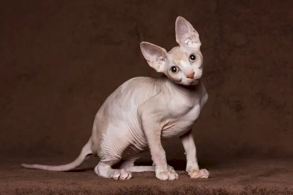 Imagem de um lindo gato Sphynx, conhecido por sua ausência de pelos e aparência única, sentado elegantemente e exalando um ar de charme e sofisticação.