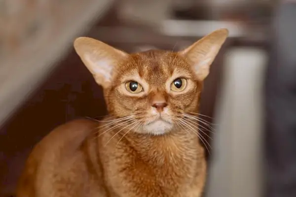 Imagen de un gato abisinio, una raza conocida por su pelaje elegante y marcado, sentado alerta y mostrando su apariencia llamativa y ágil.