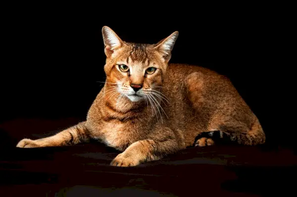 Image de chats Chausie, reconnus pour leur apparence sauvage et leur motif de pelage distinctif, dans une pose de groupe captivante et enchanteresse.