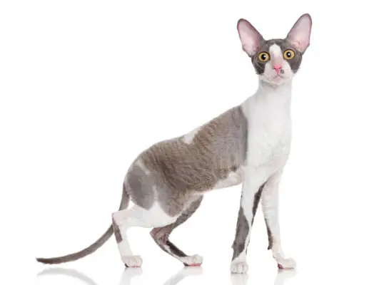 Imagem de um gato Cornish Rex, conhecido por sua pelagem encaracolada única e físico esguio, sentado com curiosidade e exibindo suas características distintivas e cativantes.