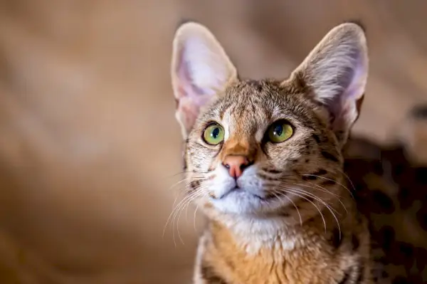 Imagem de um gato Savannah, raça conhecida por sua aparência marcante que lembra um serval africano selvagem, mostrando suas características únicas e cativantes.