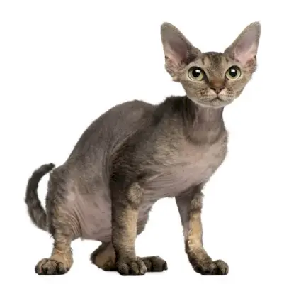 Imagem de um gato Devon Rex, conhecido por sua pelagem encaracolada única e orelhas grandes, sentado com curiosidade e destacando sua característica distintiva e cativante.