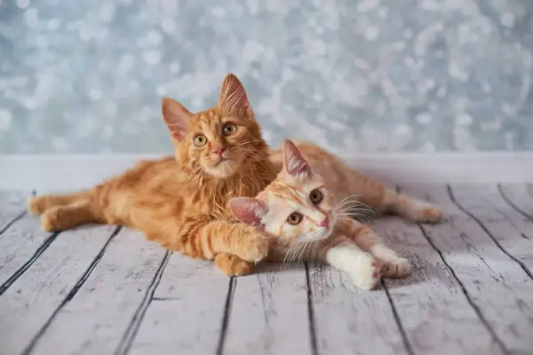 Zwei amerikanische Bobtails