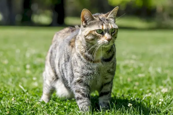 Amerikanische Bobtail-Katze steht auf Gras