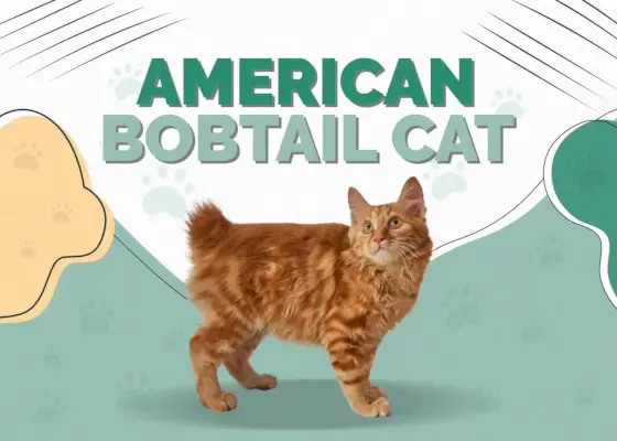 Amerikanische Bobtail-Katze