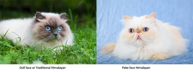 Doll face and peke face Himalayan