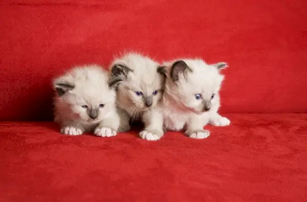 Snowshoe Lynx Point Siamese kattungar