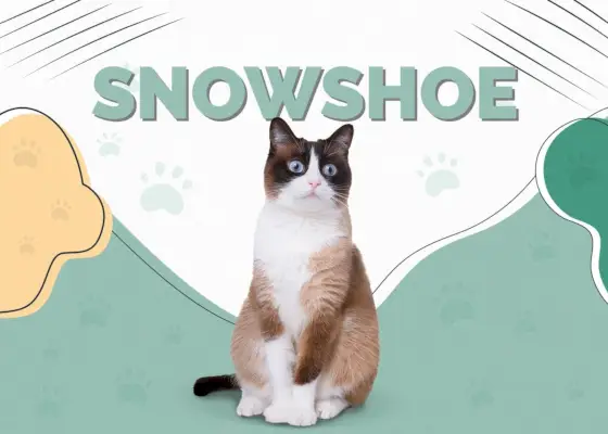 Snowshoe Cat