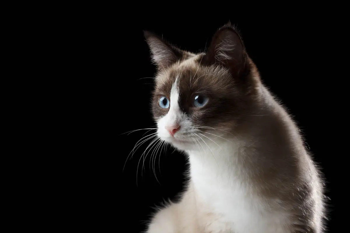 Snowshoe cat