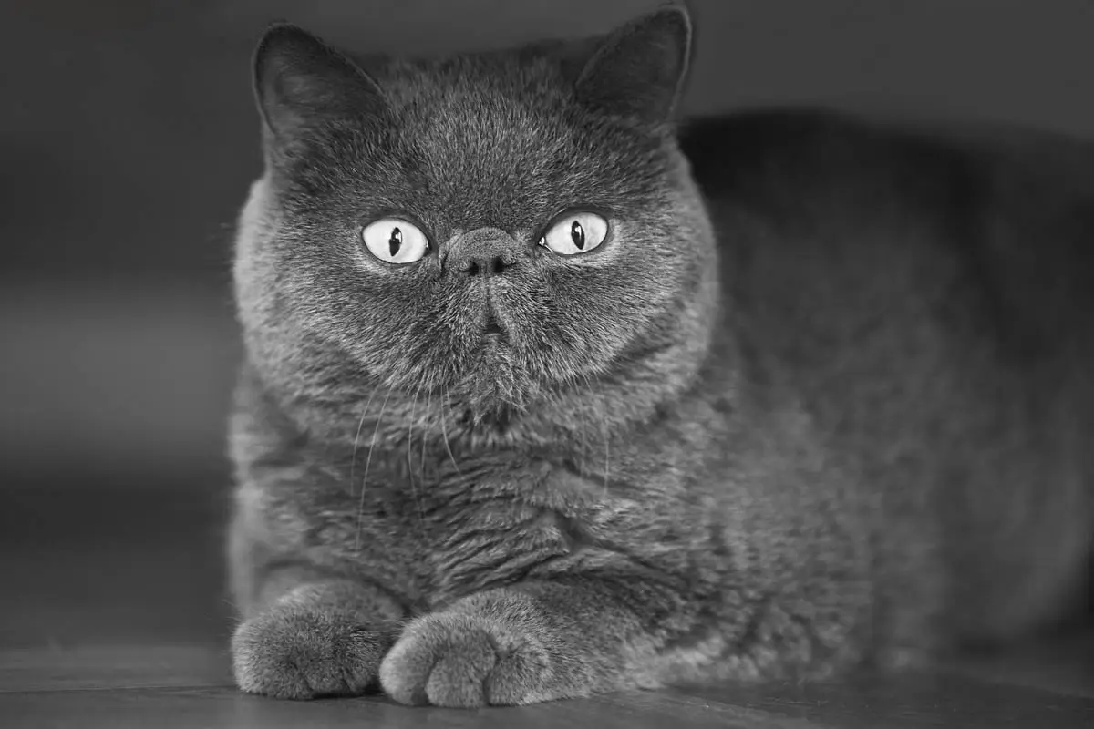 Exotic cat
