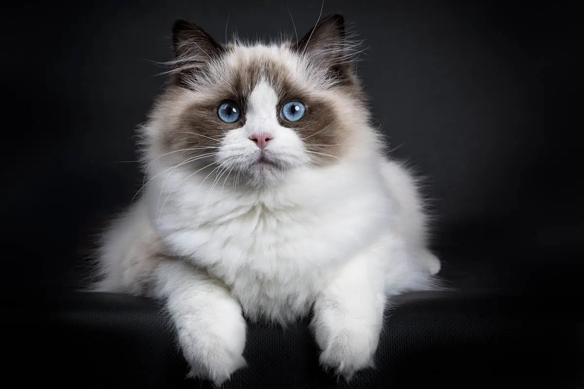 Ragdoll cat