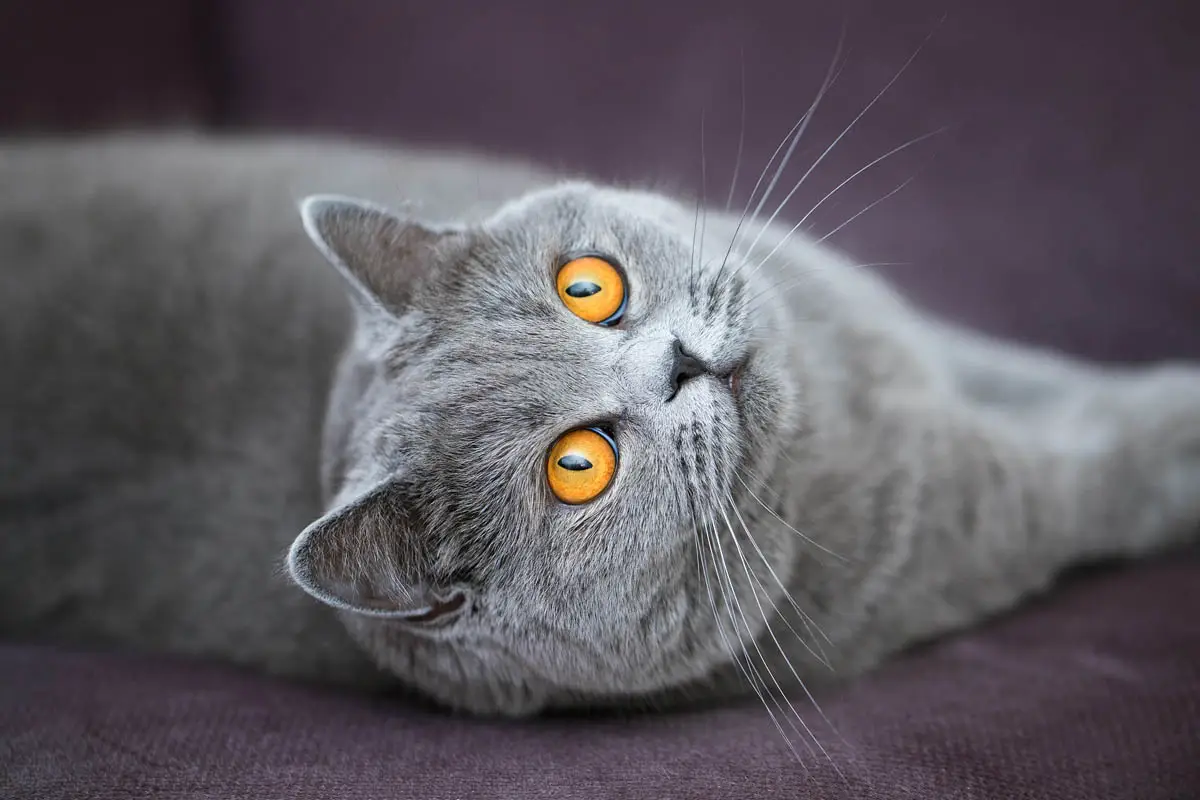 British Shorthair
