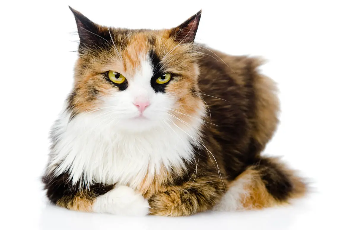 Domestic cat