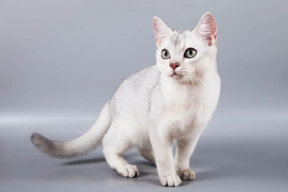 Burmilla cat