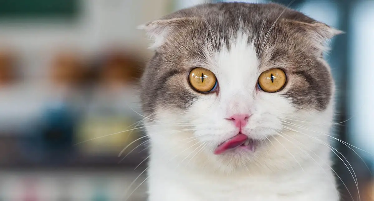 Scottish Fold