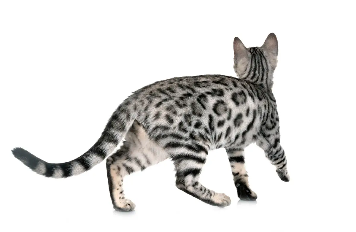Silver spotted Bengal
