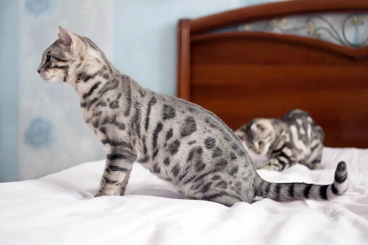Blue spotted Bengal