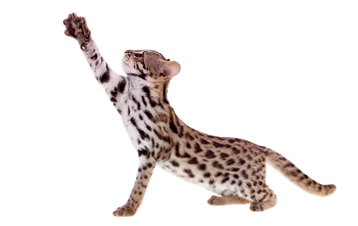 Asian leopard cat