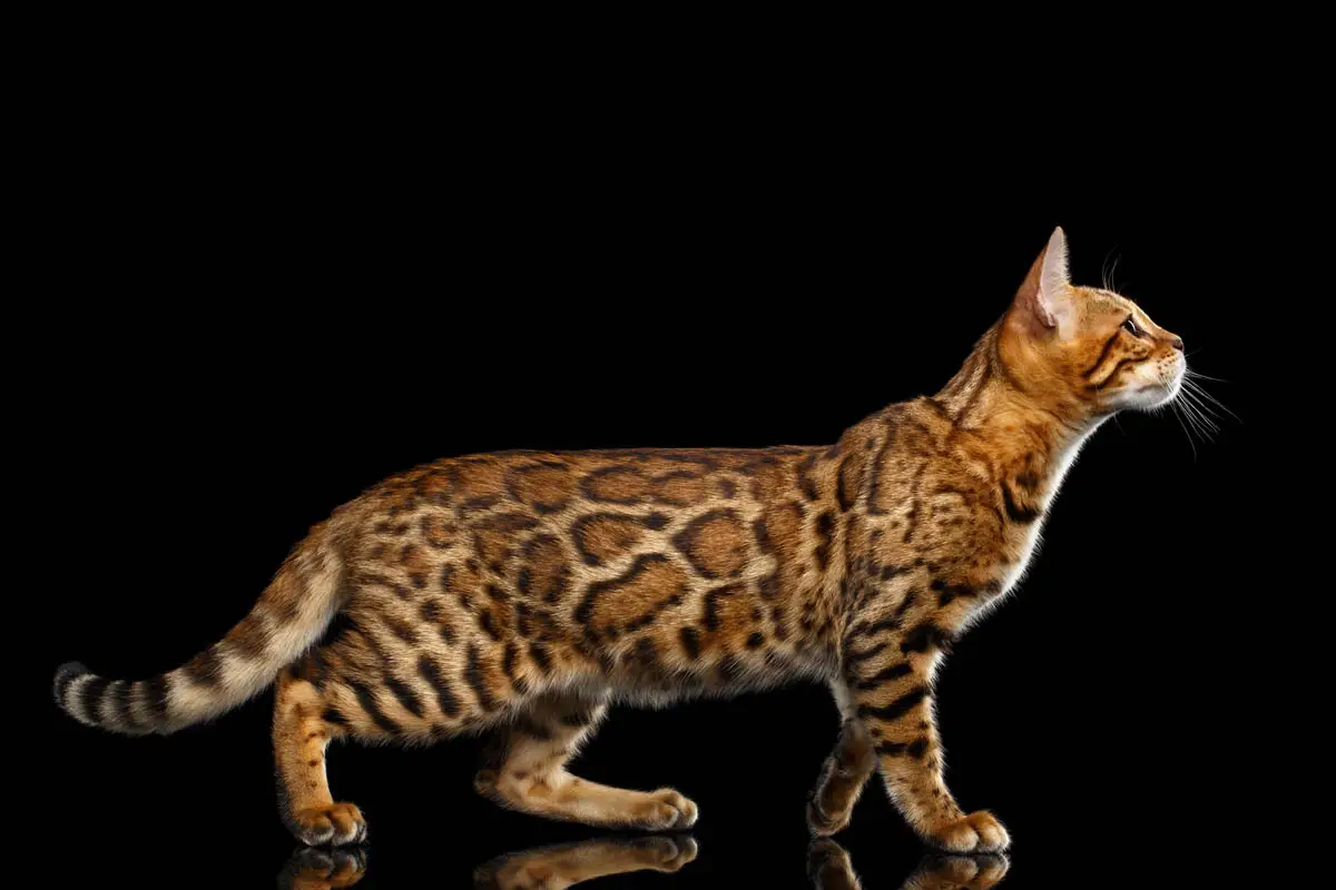 Bengal cat appearance