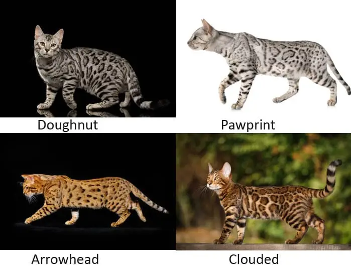 Bengal cat rosettes