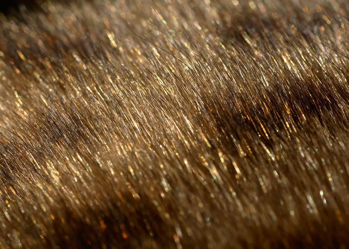 Glitter on a Bengal cat