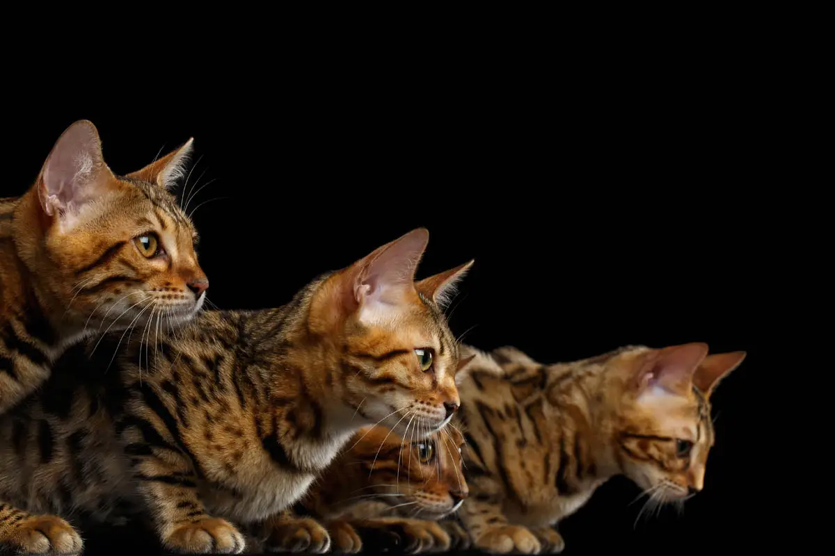 Brown spotted Bengals