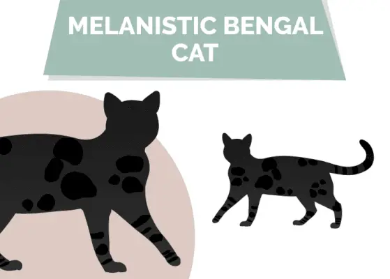 Chat Bengal noir (mélanistique) : informations, photos, origine et histoire