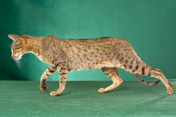 Vacker orientalisk silverfläckig tabby katt