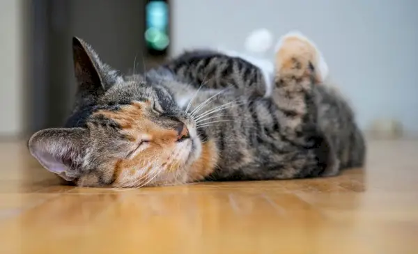 Gato Torbie acostado boca arriba y durmiendo en el suelo.